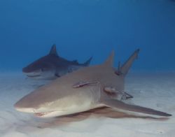 Dive Buddies, Lemon and Tiger sharks
Cannon 20D,10-22,(2... by Dan Blum 